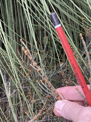 Allocasuarina misera