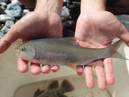 Deepbody shovelnose (Onychostoma alticorpus) — Cyprinidae — 2