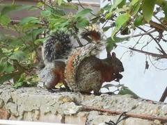 Sciurus aureogaster