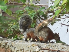 Sciurus aureogaster