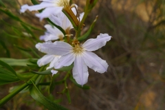 Scaevola porocarya