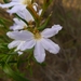 Scaevola porocarya - Photo (c) Leon Perrie, some rights reserved (CC BY-NC-SA), uploaded by Leon Perrie