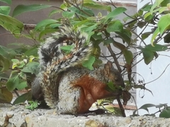 Sciurus aureogaster