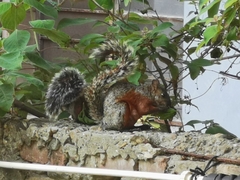 Sciurus aureogaster