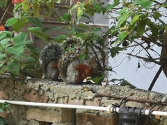 Sciurus aureogaster