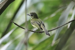 Tolmomyias sulphurescens