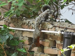 Sciurus aureogaster