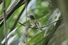 Tolmomyias sulphurescens