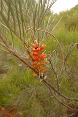 Grevillea stenomera