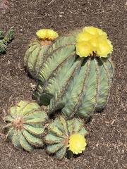 Cactoideae