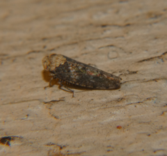 Paraphlepsius collitus