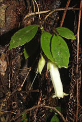 Fieldia australis