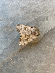 Ormiscodes nigrosignata