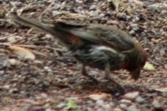 Haemorhous mexicanus