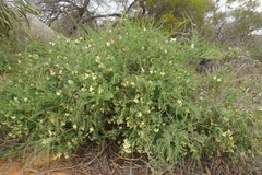 Lechenaultia linarioides