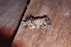 Yula novaeguineae