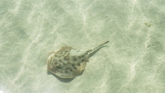 Urobatis maculatus