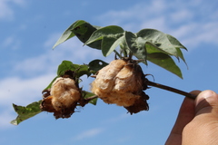 Gossypium barbadense