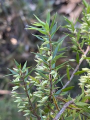 Styphelia setigera