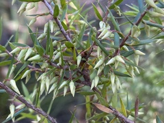 Styphelia setigera