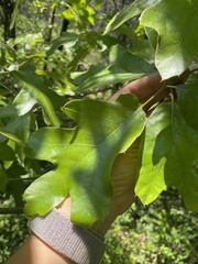 Amphibolips acuminata