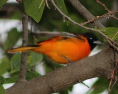 Icterus galbula