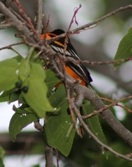 Icterus galbula