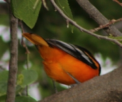 Icterus galbula