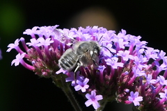 Megachile perihirta