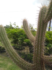 Cereeae