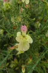 Lechenaultia linarioides