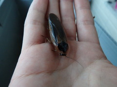 Blaptica dubia