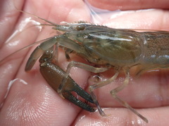 Macrobrachium lepidactyloides