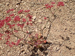 Chorizanthe staticoides