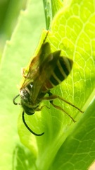 Epinomia