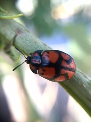 Ogdoecosta biannularis