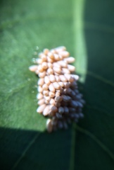 Ogdoecosta biannularis