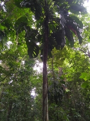 Eriotheca macrophylla