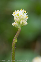 Triantha occidentalis