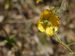 Abutilon persicum