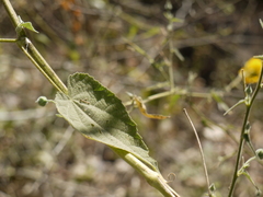 Abutilon persicum