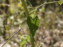 Abutilon persicum