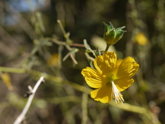 Abutilon persicum