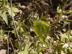 Abutilon persicum