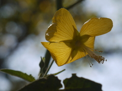 Abutilon persicum