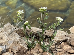 Draba arabisans