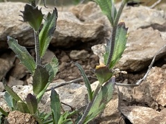 Draba arabisans