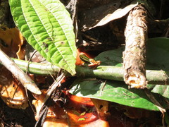 Epipedobates tricolor