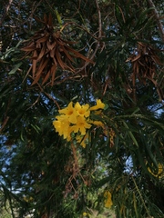 Astianthus viminalis