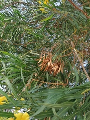 Astianthus viminalis